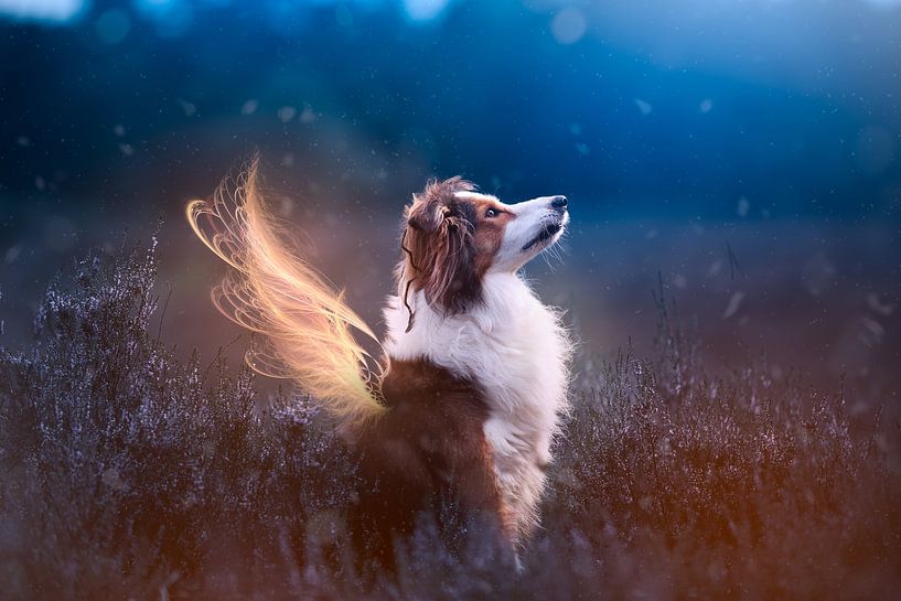 light Angel by Kim van Beveren