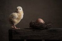 Out of the egg