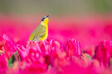 Tulpen | Gele Kwikstaart op roze tulpen van Servan Ott