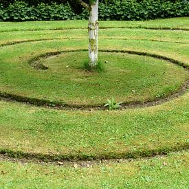 Dalemain Gardens Berkeboom in Spirale von Koos Mast