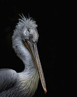 Pelecanus Crispus I