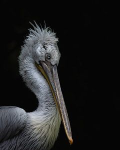 Pelecanus Crispus