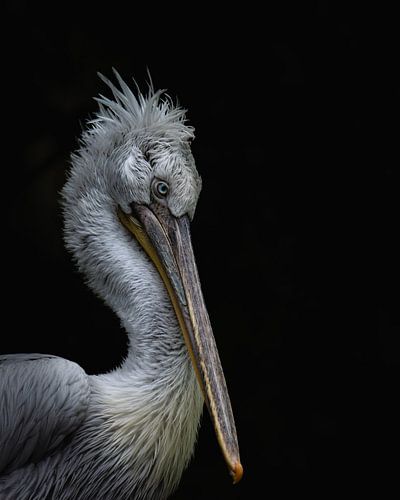 Pelecanus Crispus von John Goossens Photography