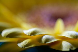 Gerbera avec des gouttelettes d'eau (macro photo)
