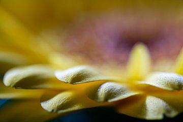 Gerbera met waterdruppels (macro-foto) van Eddy Westdijk