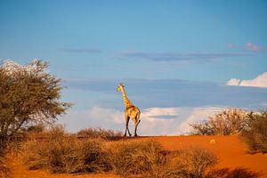 Giraffe