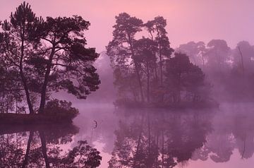 Purple fog