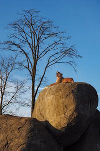 Im Dschungel - Der Löwe schläft heute Nacht