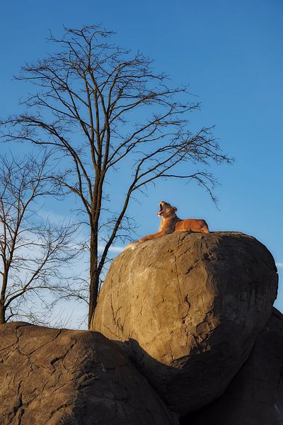 Im Dschungel - Der Löwe schläft heute Nacht von BHotography