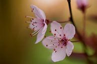 Nahaufnahme der rosafarbenen Blüte von Cor de Hamer Miniaturansicht