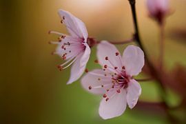 Closeup of pink blossom by Cor de Hamer