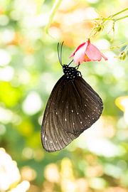 Widespread bLue-banded king crow butterfly, zwarte vlinder aan een bloem van Jordi Gerla