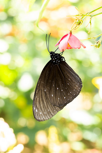 Widespread bLue-banded king crow butterfly, zwarte vlinder aan een bloem
