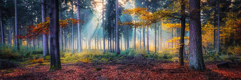 Autumn forest in the sun by eric van der eijk