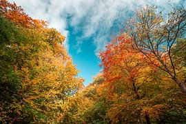 Gloeiende boomcromes van Sebastian Petersen