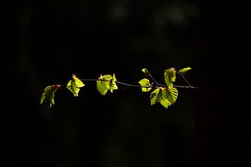 leaves in the dark