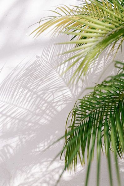 Summer van shanine Roosingh