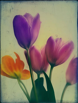 Tulpe im sanften Licht – Nr. 2