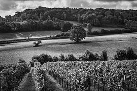 Vineyard on the Dodemanweg (Stokhem) by Rob Boon