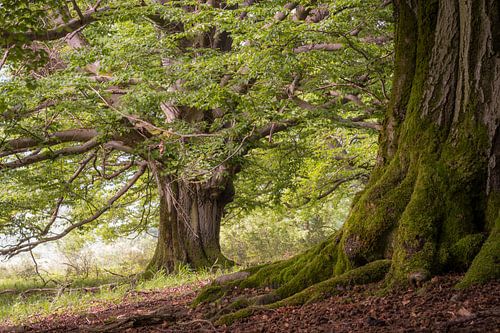 Prachtige oude beuken van Rhön