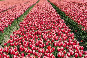 Tulpenlandschaft