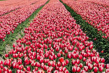Tulpen landschap van Fotografiecor .nl