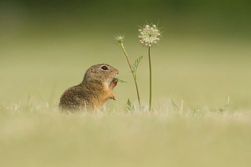 Ziesel