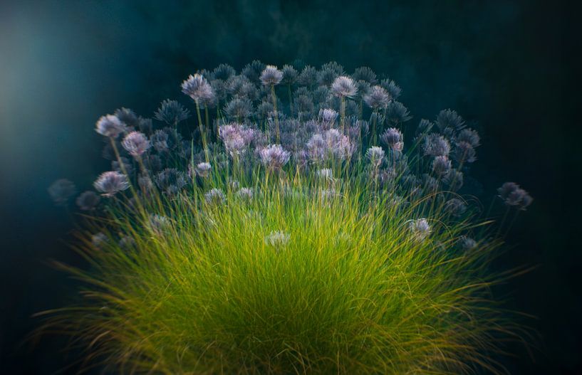 Ciboulette expressionniste en fleur. par Gaby Aukema