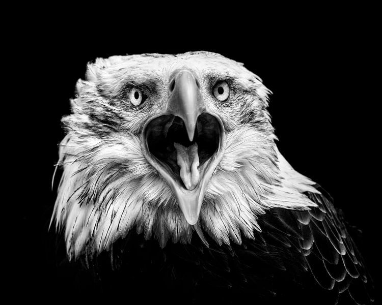 Amerikanischer Adlerabschluß oben - schwarzes Weiß von Vincent Willems