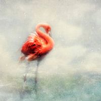 winter schoonheid