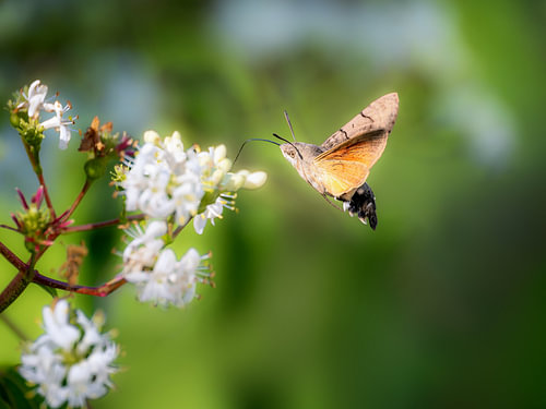 Duifstaartjes op witte bloemen tegen een achtergrond van fris groen