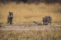 Warthog Pumbaa in Etosha National Park, Namibia Africa by Patrick Groß thumbnail