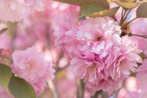 Roze bloesem tegen roze achtergrond