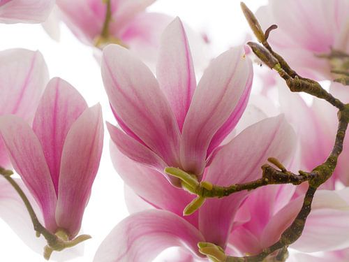 Magnolia in volle bloei van Willemijn Wolthaus