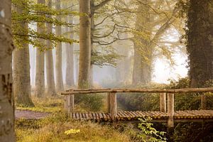 Holzbrücke im herbstlichen Wald