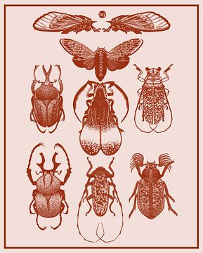 Insects I Cabinet of Curiosities by Jansje Kamphuis
