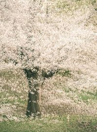 Arboretum Part 45 by Tania Perneel