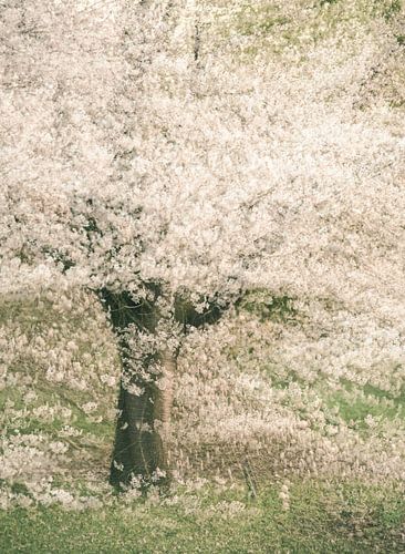 arboretum part 45