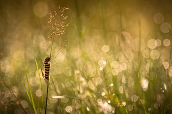 Een zebrarups in de ochtendzon