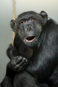 Monkey portrait amazes