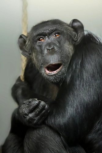 Monkey portrait amazes by Heike Hultsch