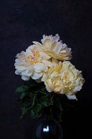 peony with dark background