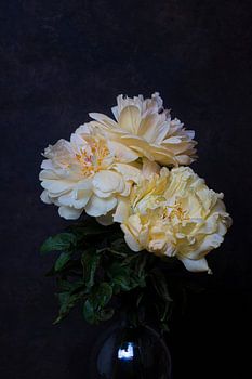 peony with dark background