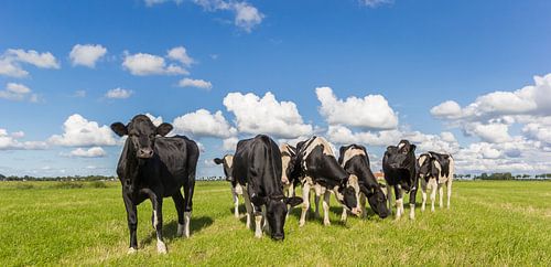Black and white cows in the landscape of Groningen