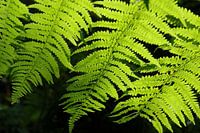Leaf of a fern