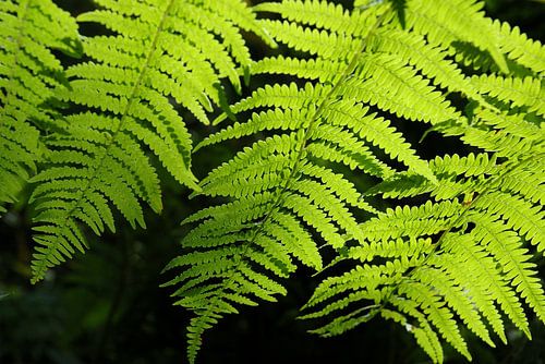 Blatt eines Farns