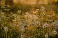 Dandelion dromen