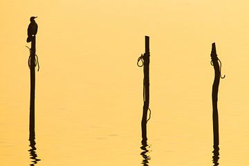 Aalscholver silhouet op paal van Menno van Duijn