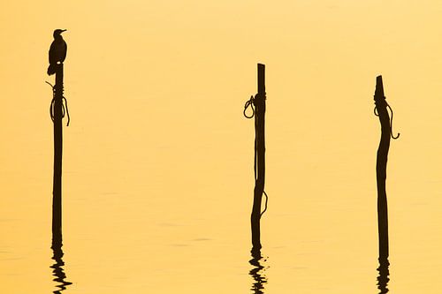 Aalscholver silhouet op paal