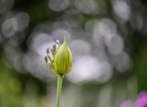 ornamental onion bud